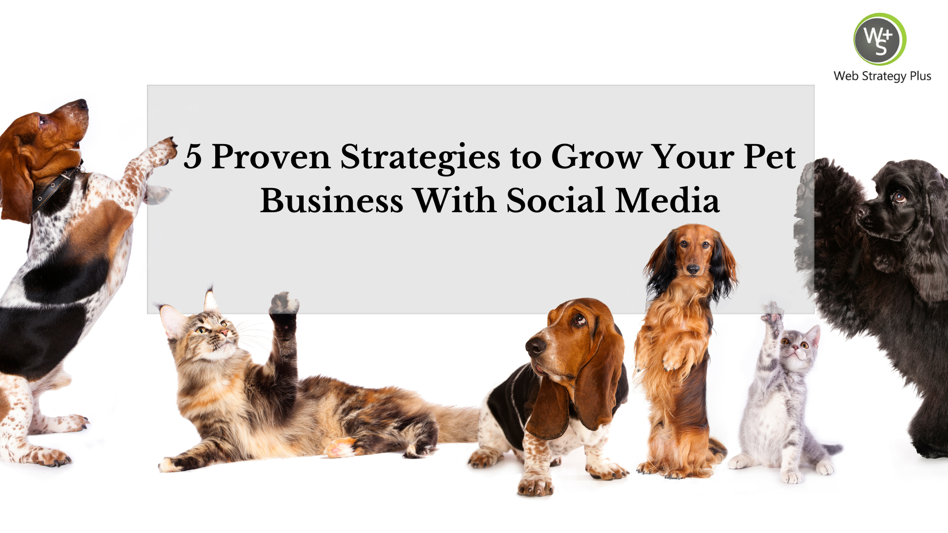 5 Ways to Grow Your Pet Business With Social Media